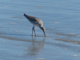 Western Willet